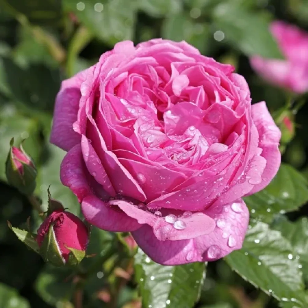 Ros 'Pink Heart' – barrotad