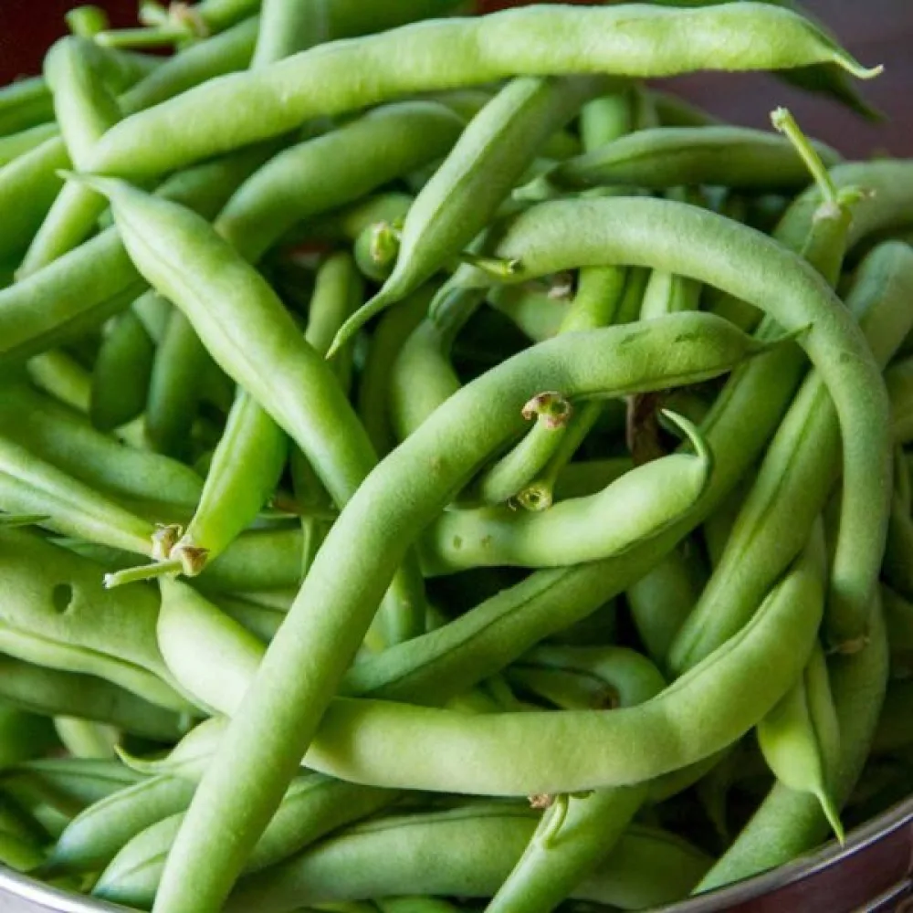 Trädgårdsböna 'Tendergreen'