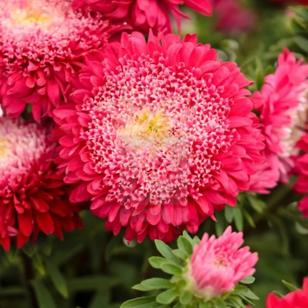 Sommaraster Pompon – mörkröd