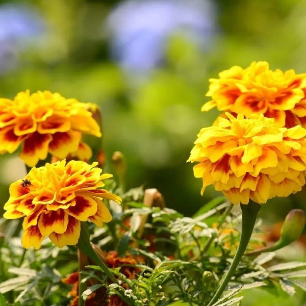 Fransk tagetes 'Double Goldie'