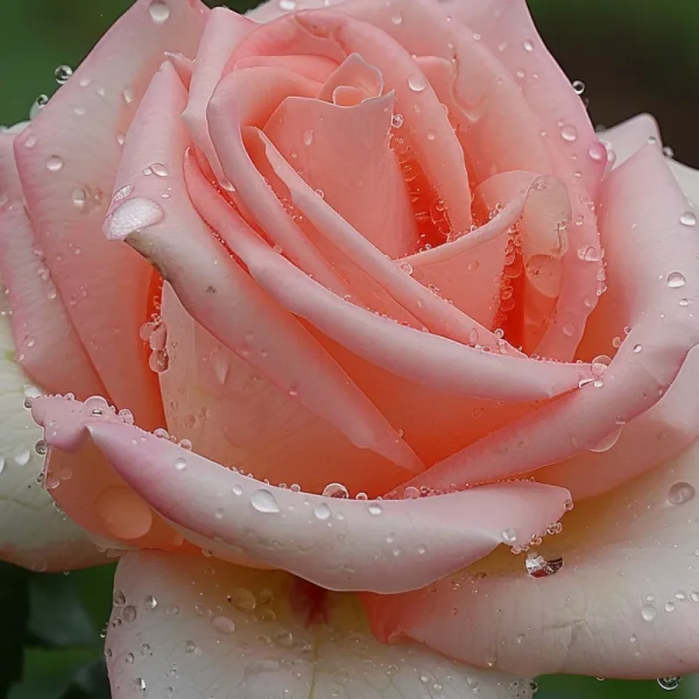 Ros 'Frozen Pink Snow'