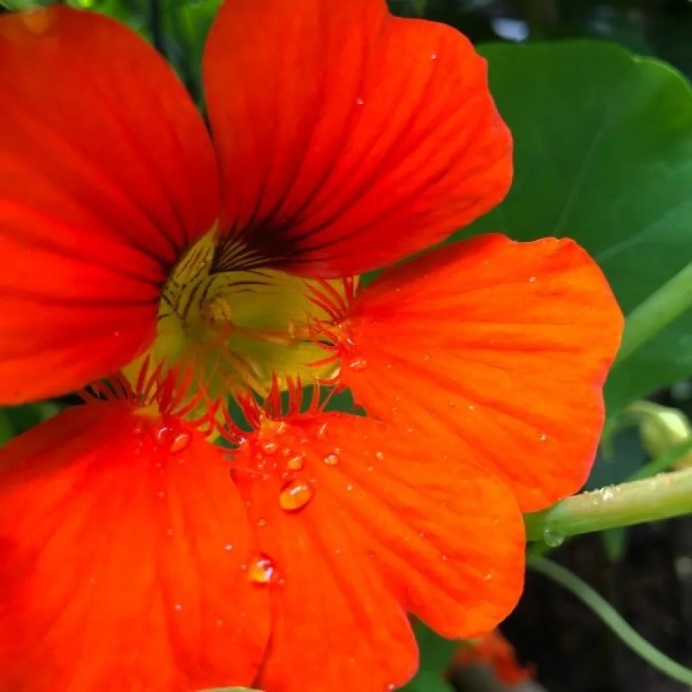 Krasse 'Orange Gleam'