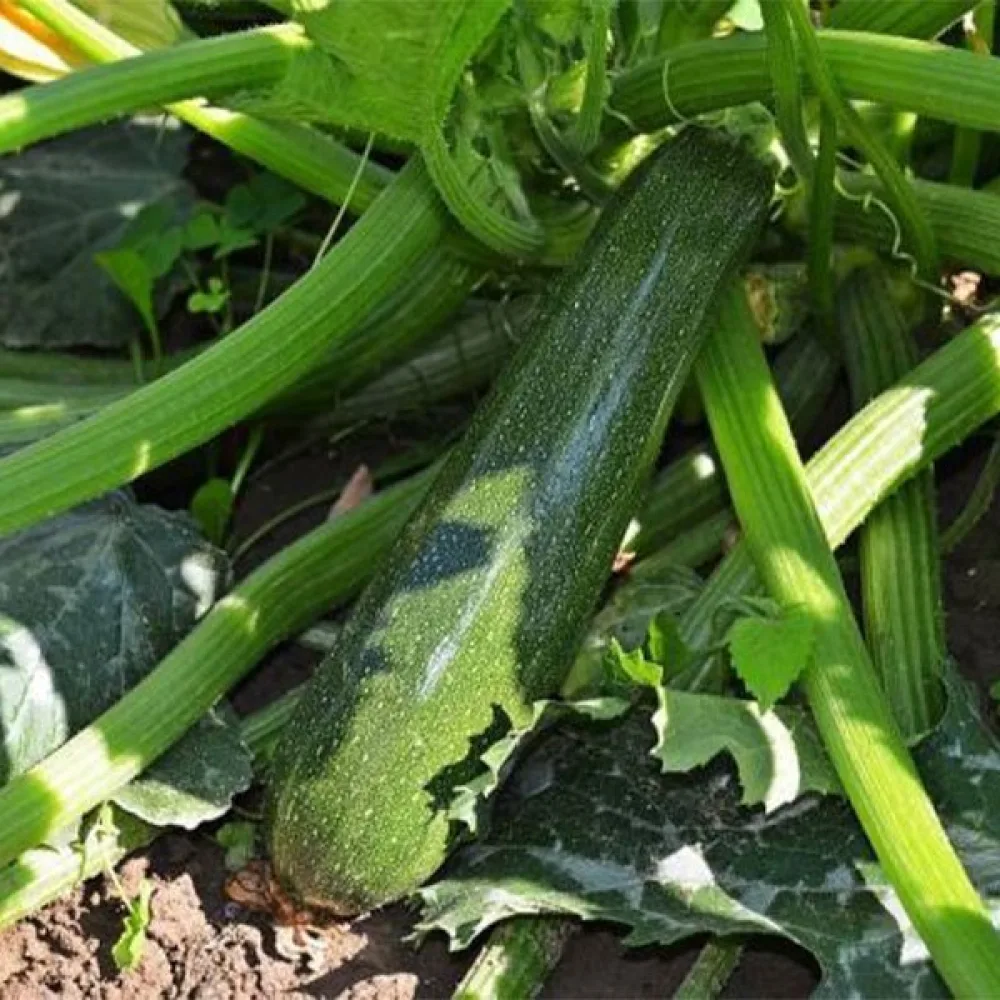 Zucchini 'Zuboda'