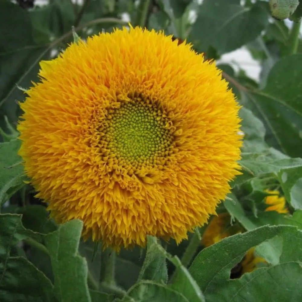 Solros 'Dwarf Sungold'