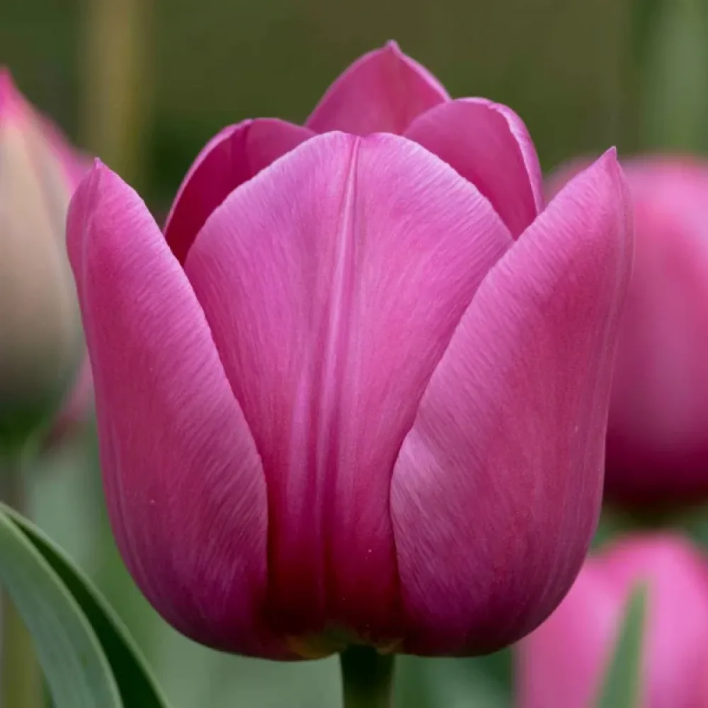 Tulpan 'Rimini'