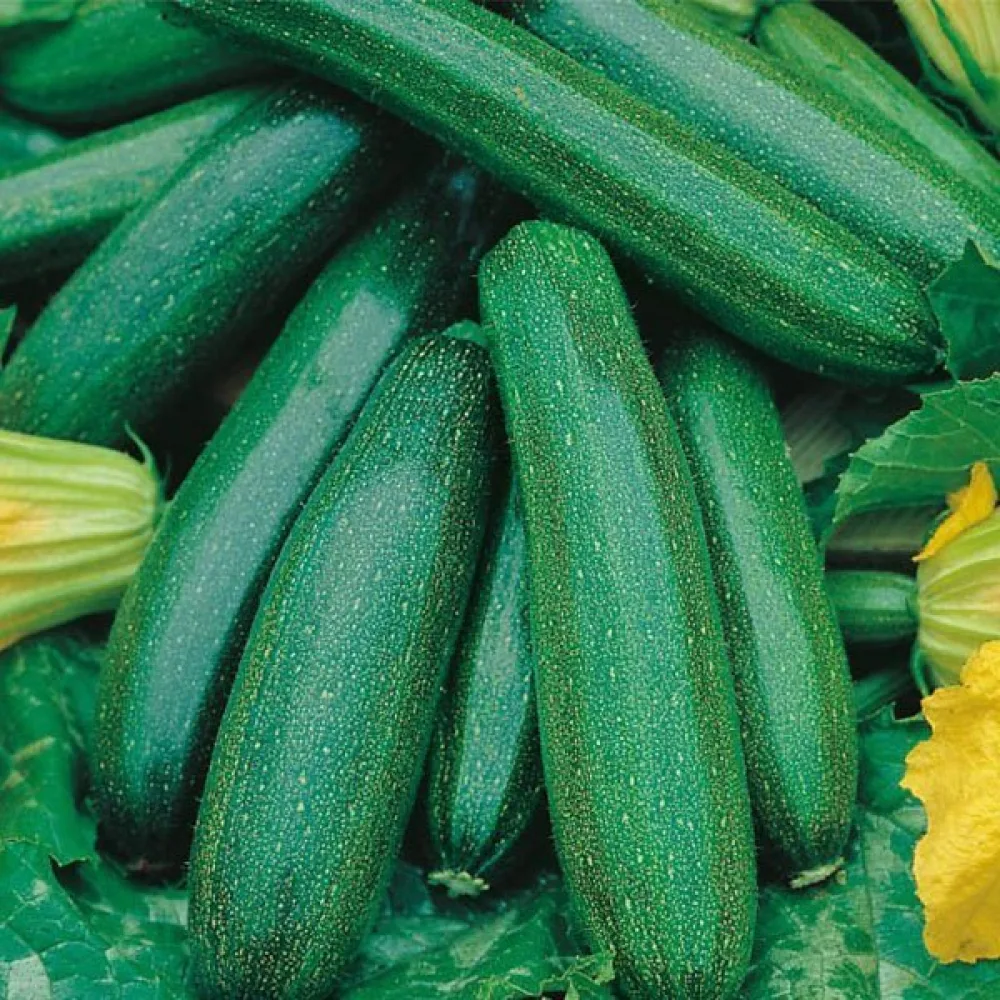 Zucchini 'Astra Polka'