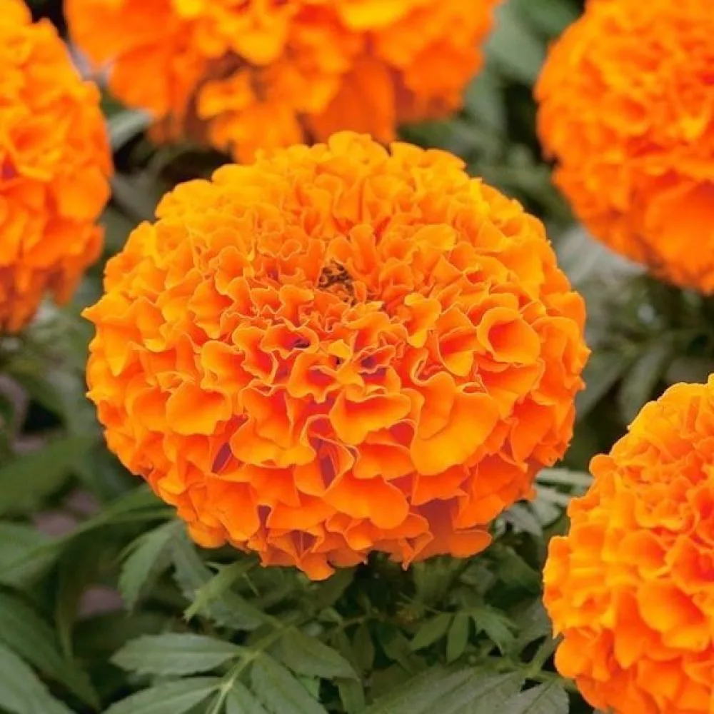 Afrikansk tagetes 'Calando Orange'