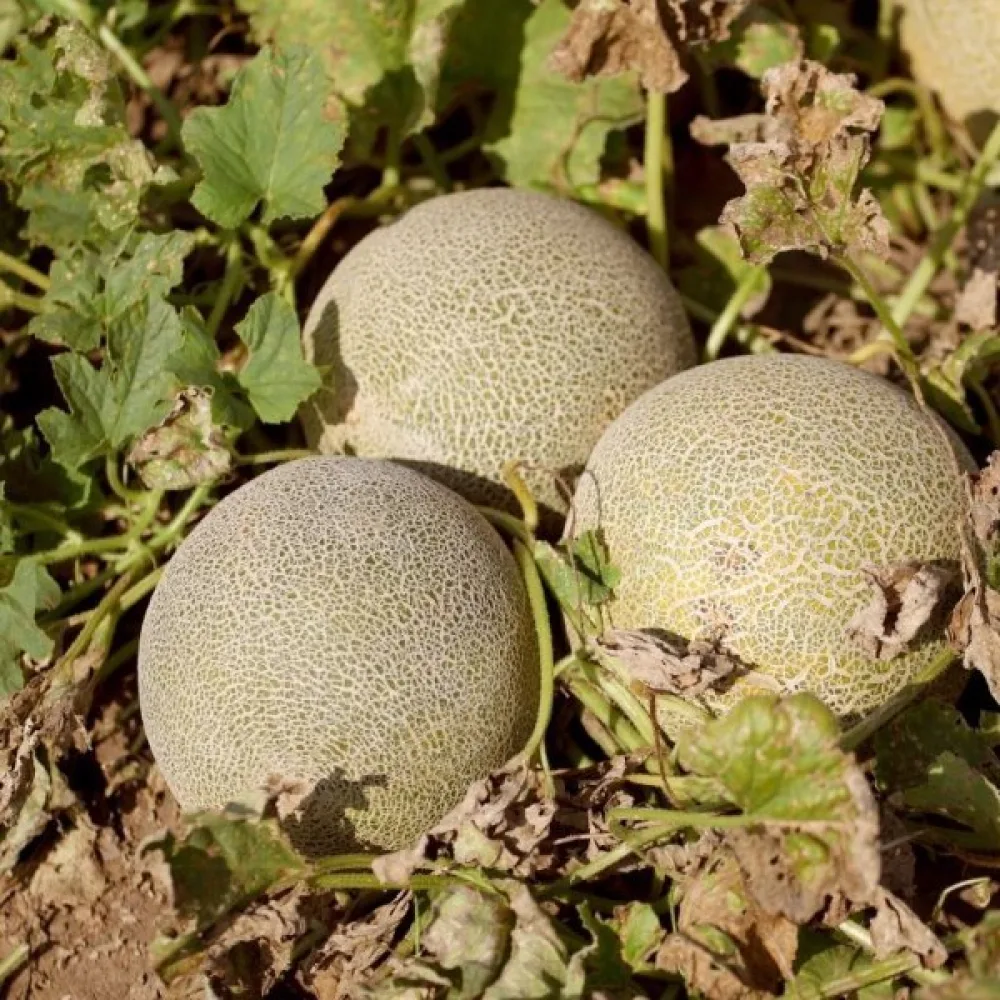 Melon 'Emir' F1