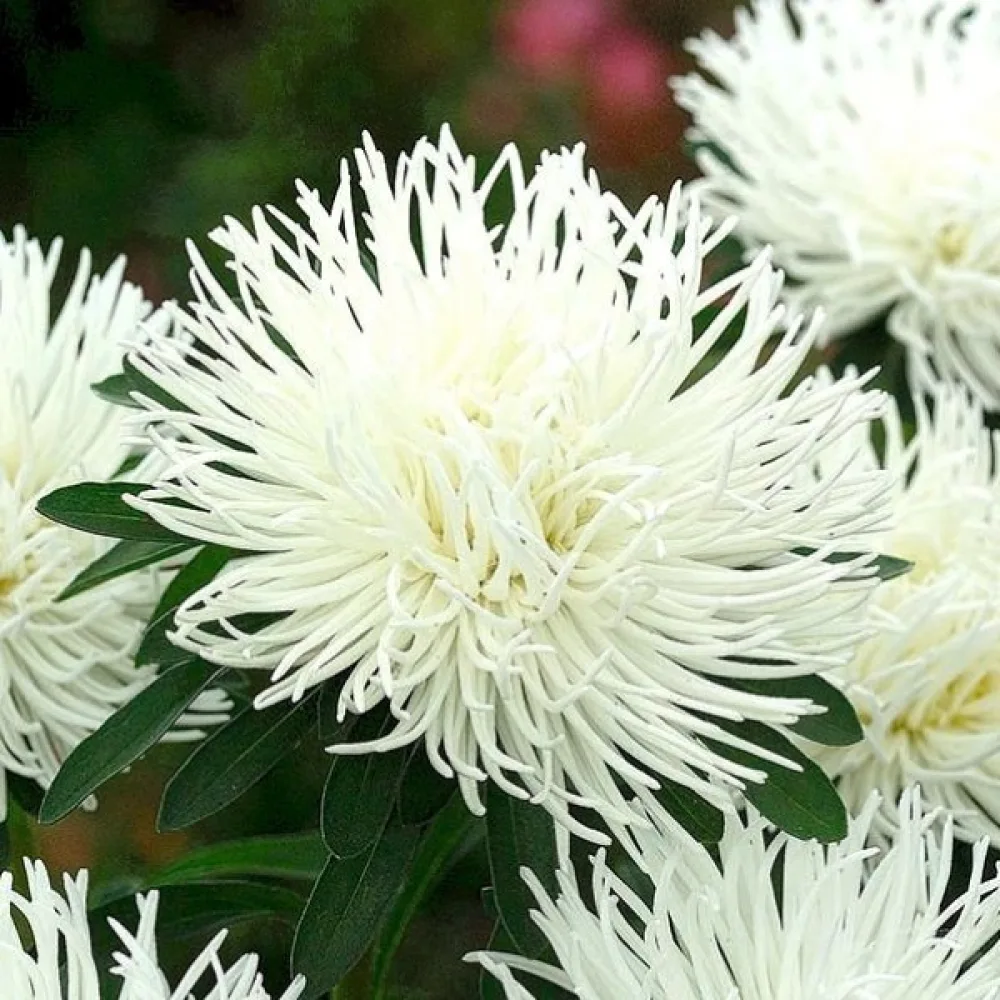 Strålaster 'Apollo'