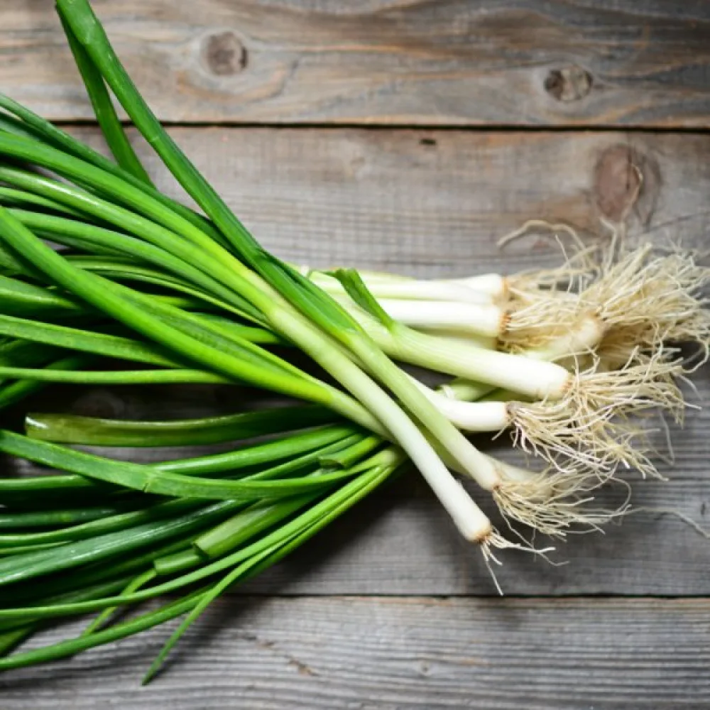 Piplök Allium fistulosum