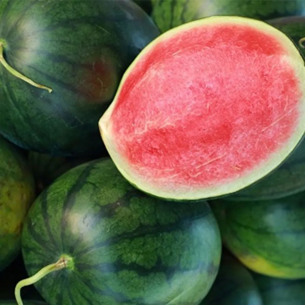 Vattenmelon 'Rosario' F1 3–4 kg