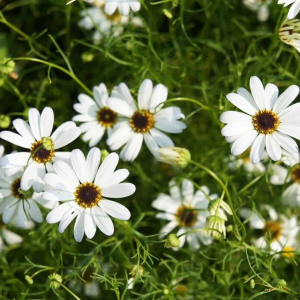 Brachyscome 'White Splendour'