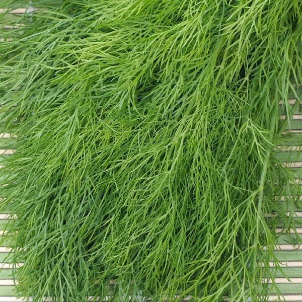 Dill 'Bouquet'