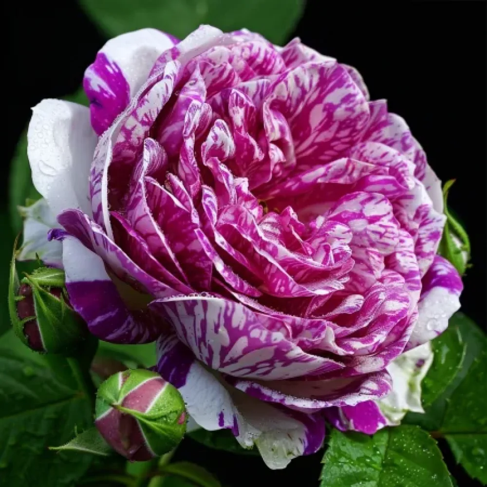 Ros 'Fragrant Avalanche'