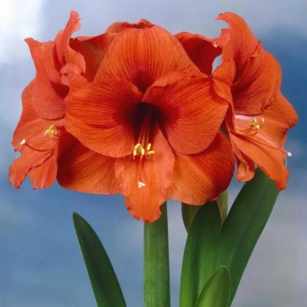 Amaryllis 'ORANGE SOUVEREIGN'