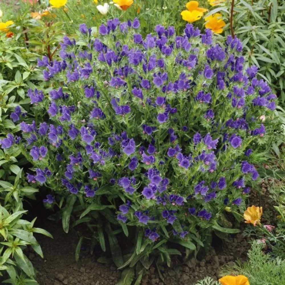 Blåeld Echium plantagineum, blå