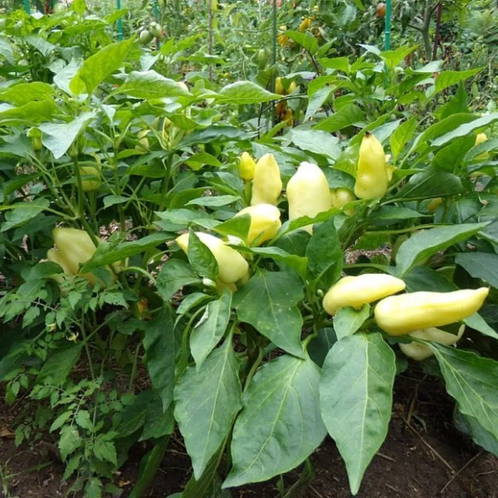 Paprika 'Feher'