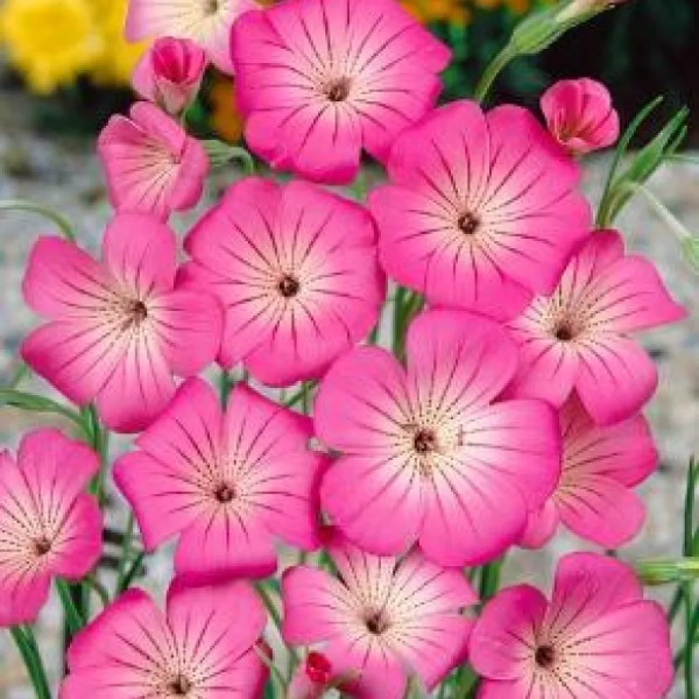 Viskaria 'Nobilis', laxrosa