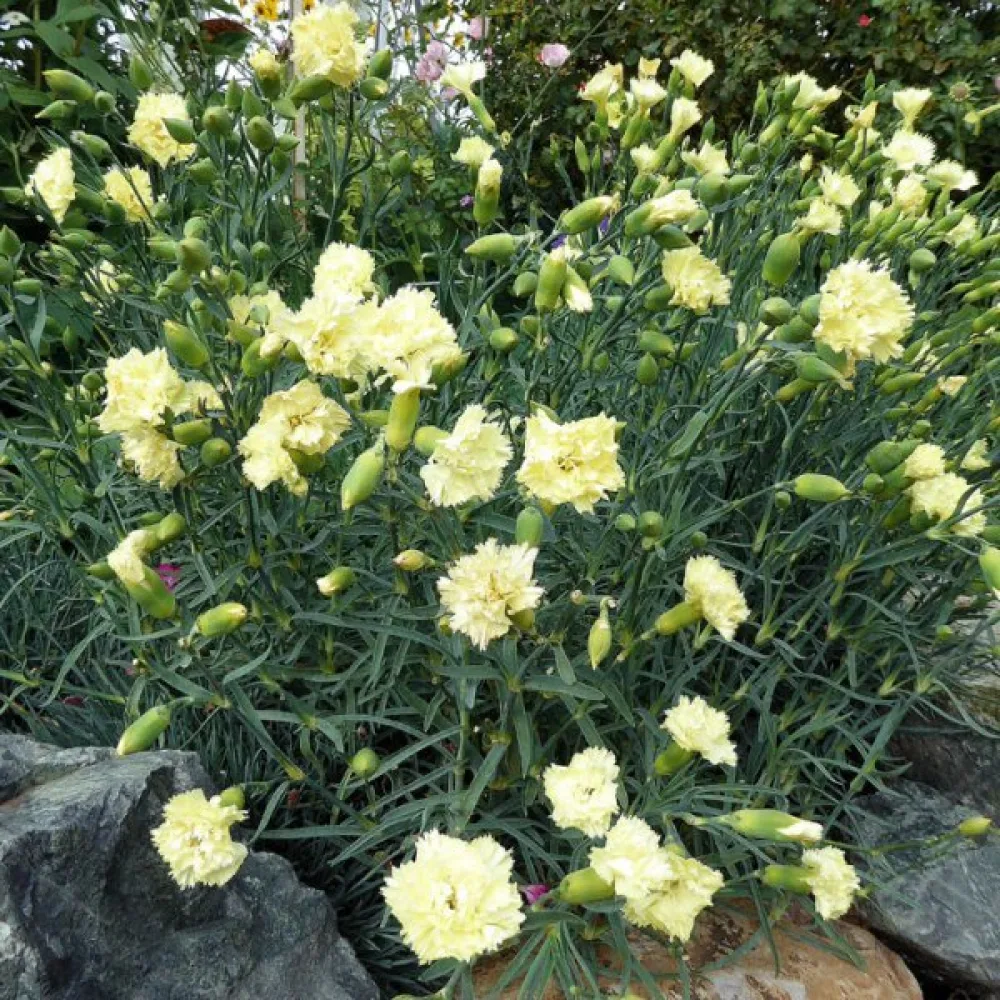 Nejlika 'Grenadin' – gul