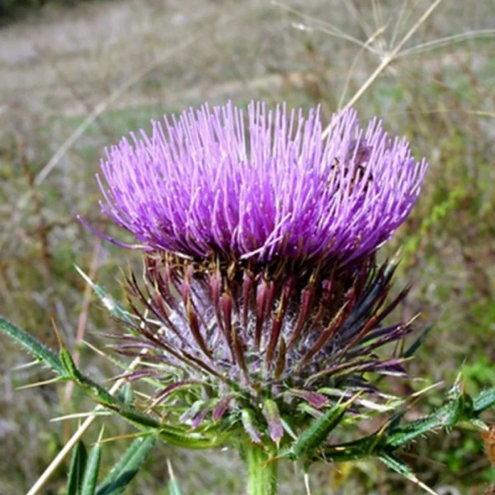 Ulltistel