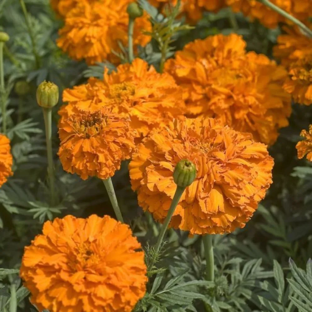 Afrikansk tagetes 'Fantastic Orange'