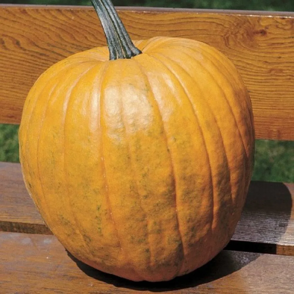 Pumpa 'Quintale'