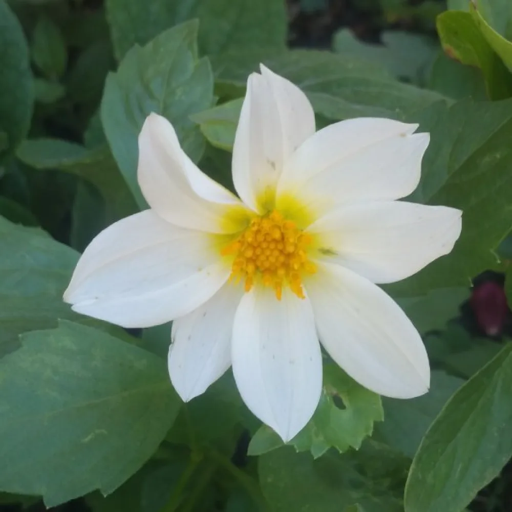 Lågväxande dahlia 'Mignon White Shades'
