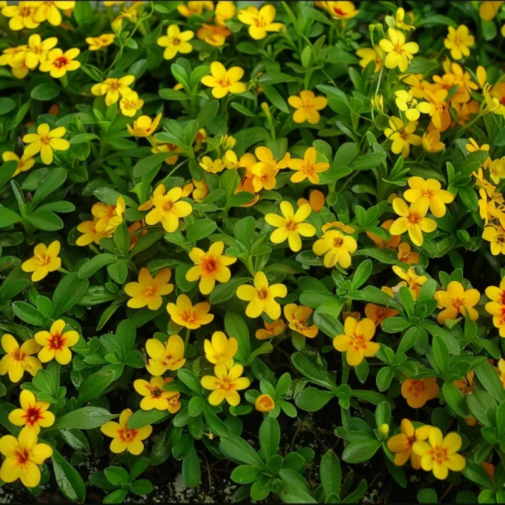Småblommig tagetes, gul