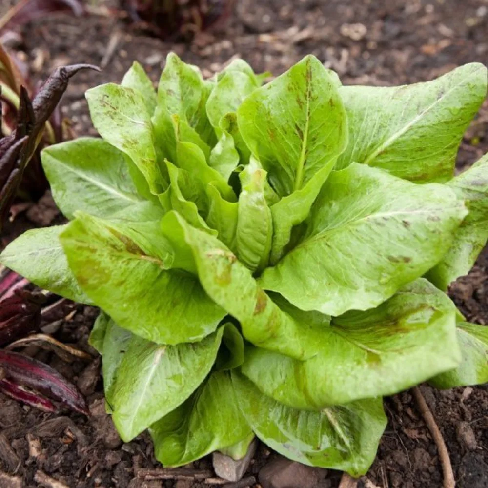 Cikoria 'Variegata di Castelfranco'