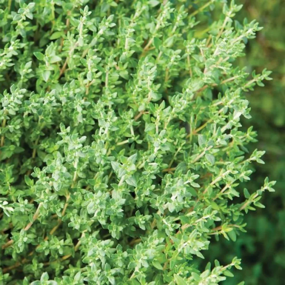 Timjan Thymus vulgaris, proffsfrö