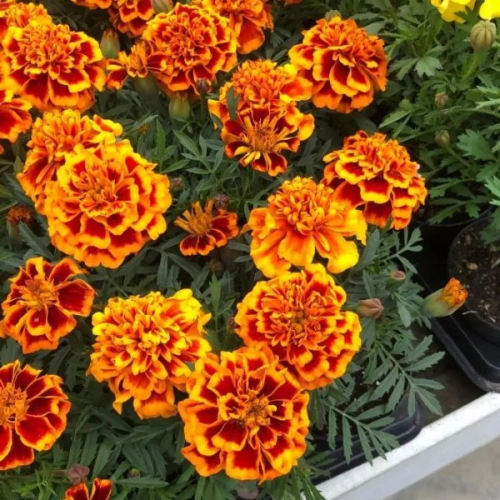 Fransk tagetes 'Honeycomb'