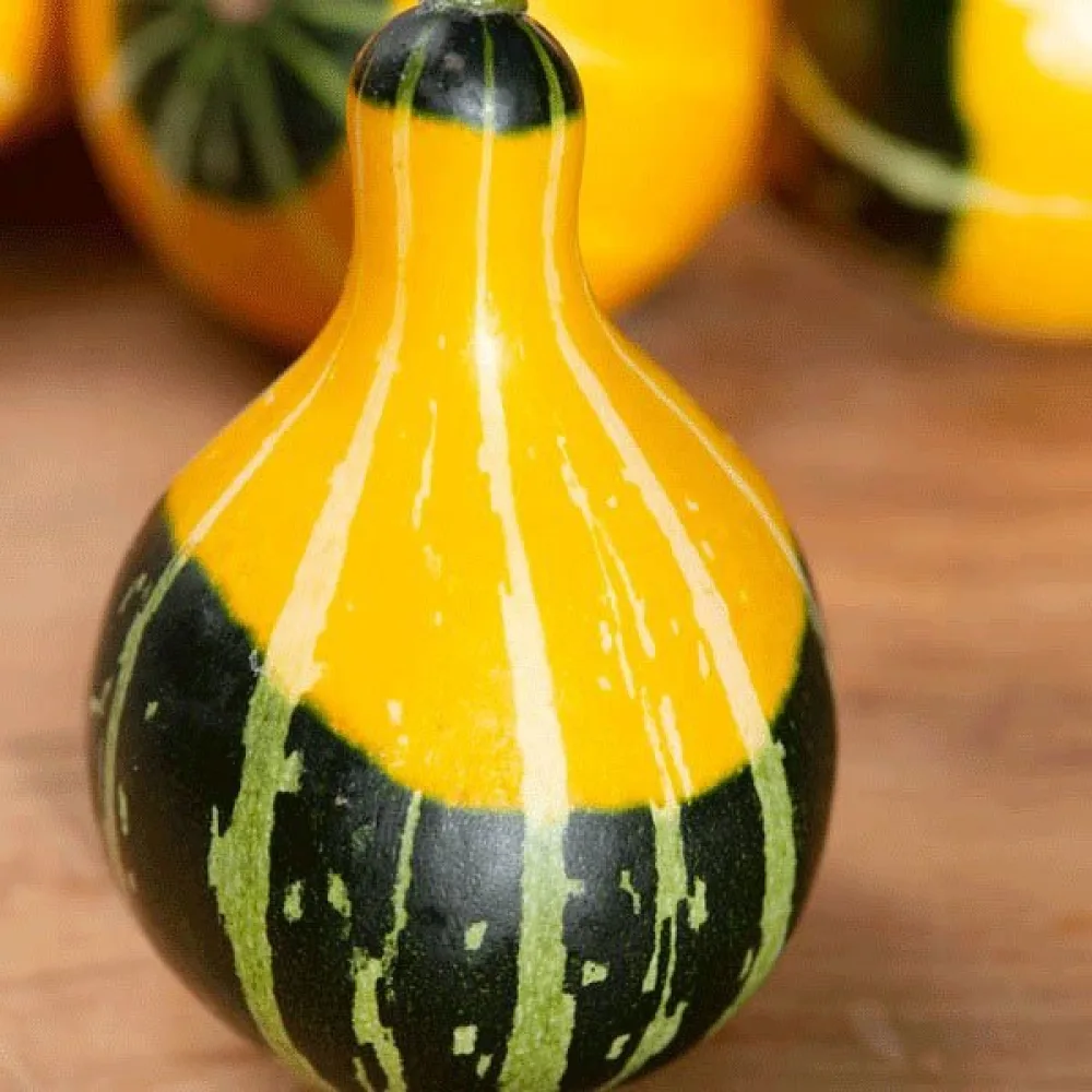 Pumpa 'Pear bicolour'