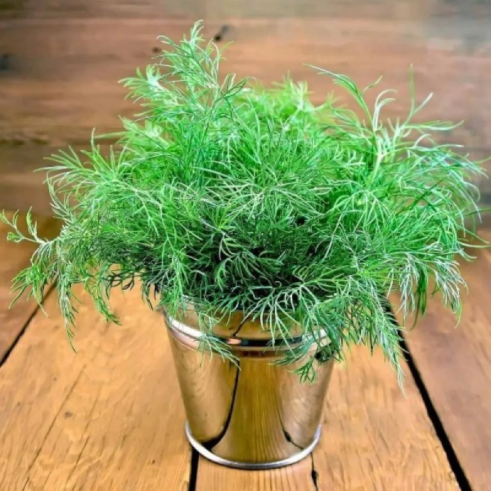 Dill 'Compact'