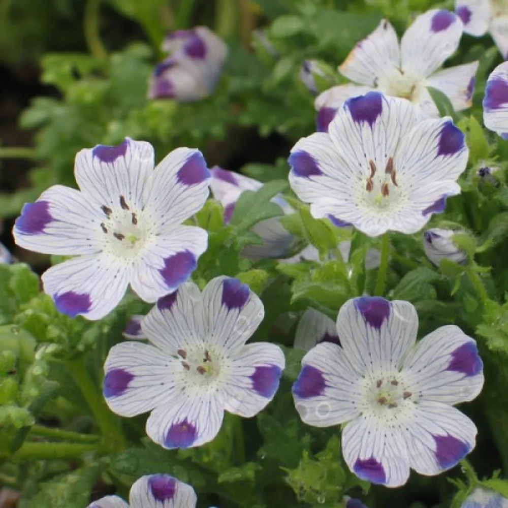 Nemophila – artblandning