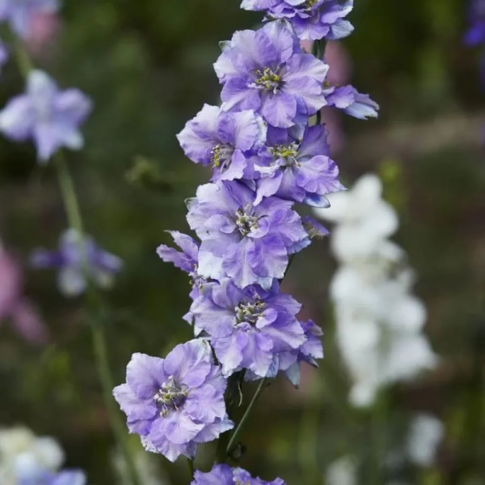 Sommarriddarsporre 'Lilac Spire' – lila