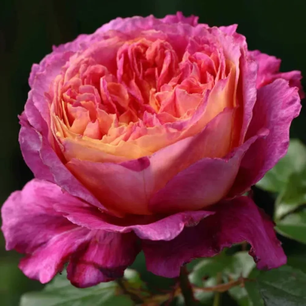 Ros 'Tender Pink Flirt' – barrotad