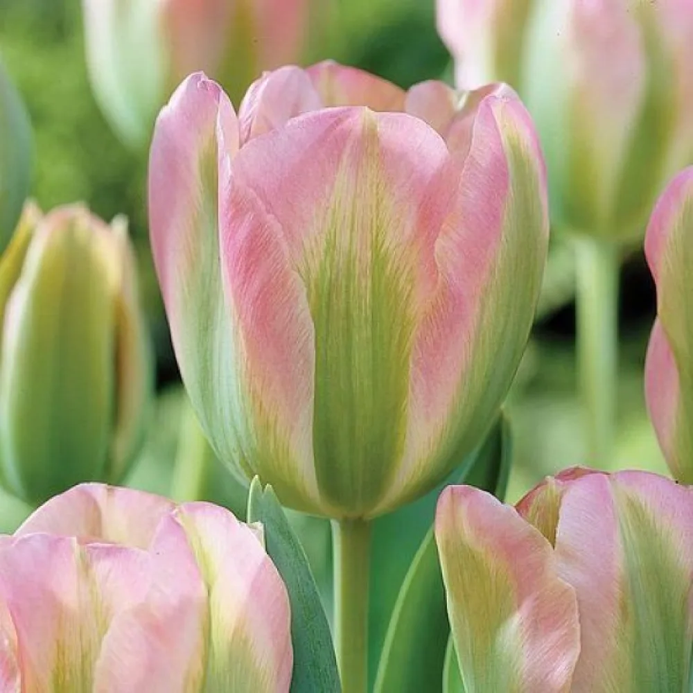 Tulpan 'Groenland'
