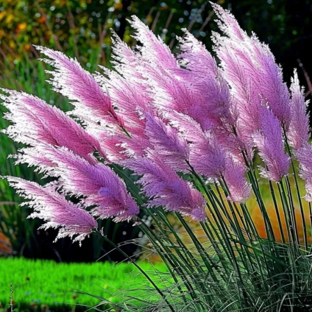 Pampasgräs 'Pampas Plume' rosa