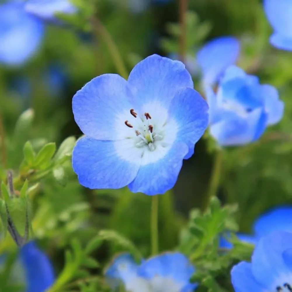 Nemophila – blå