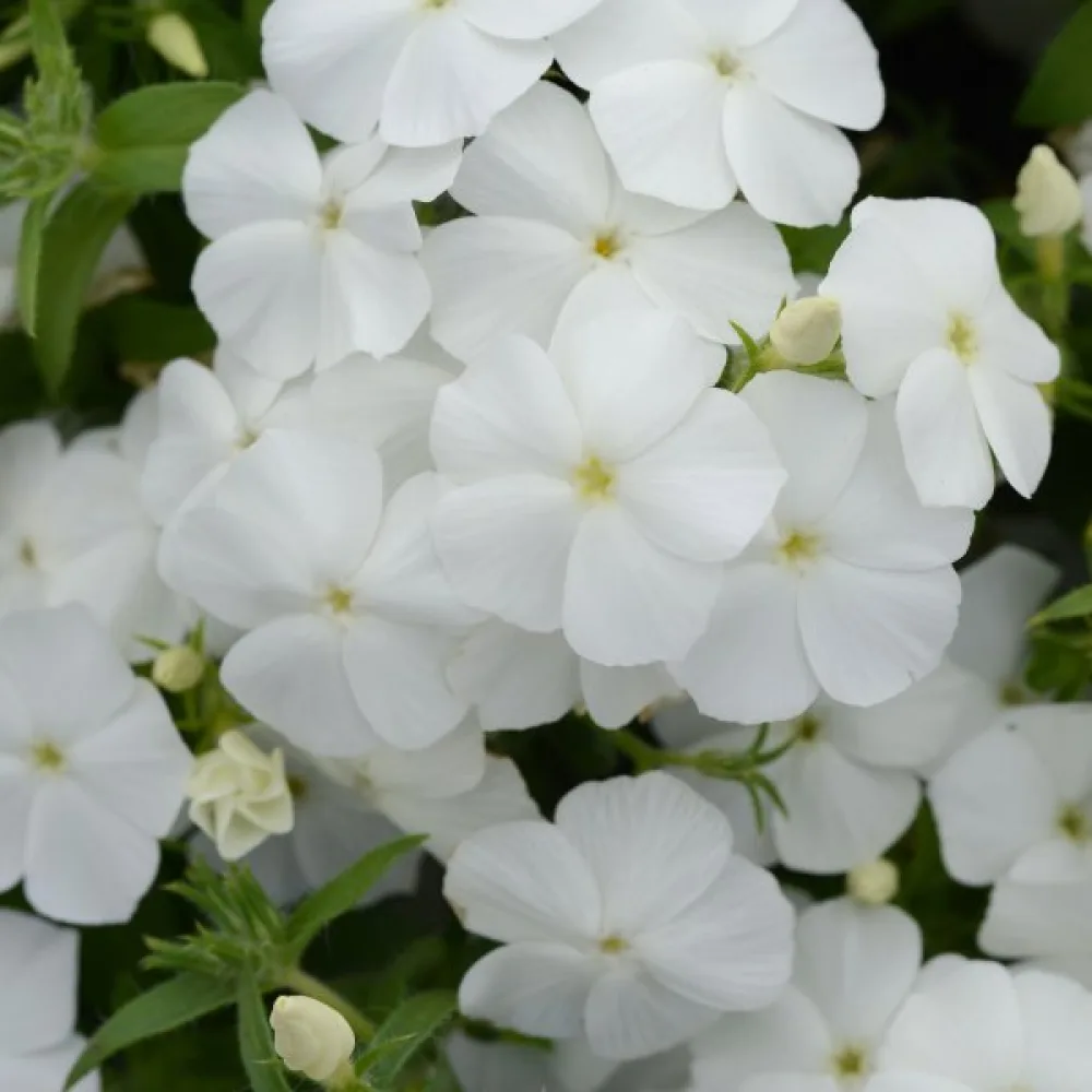 Sommarflox 'Beauty White'