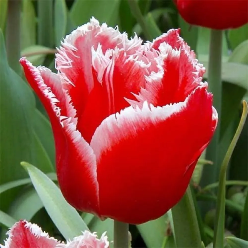 Tulpan 'Canasta'