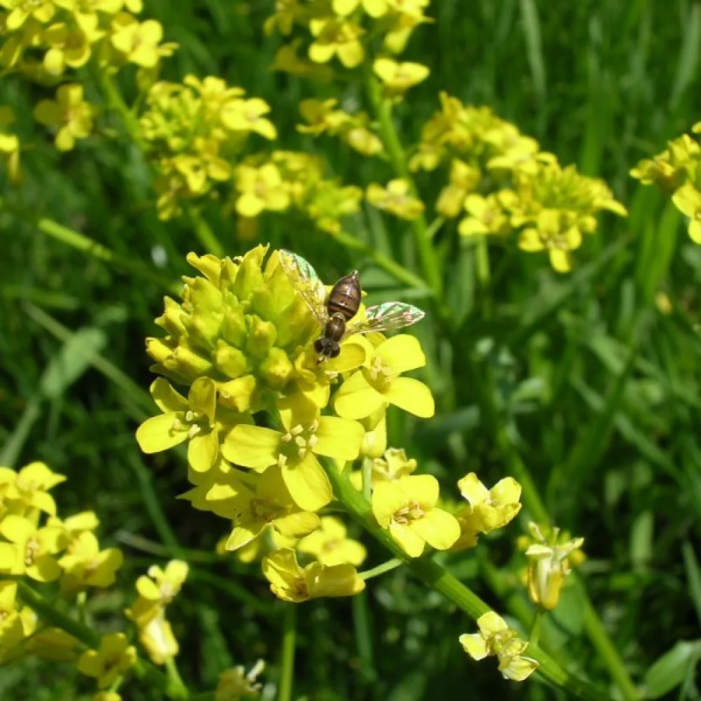 Sommargyllen Barbarea vulgaris