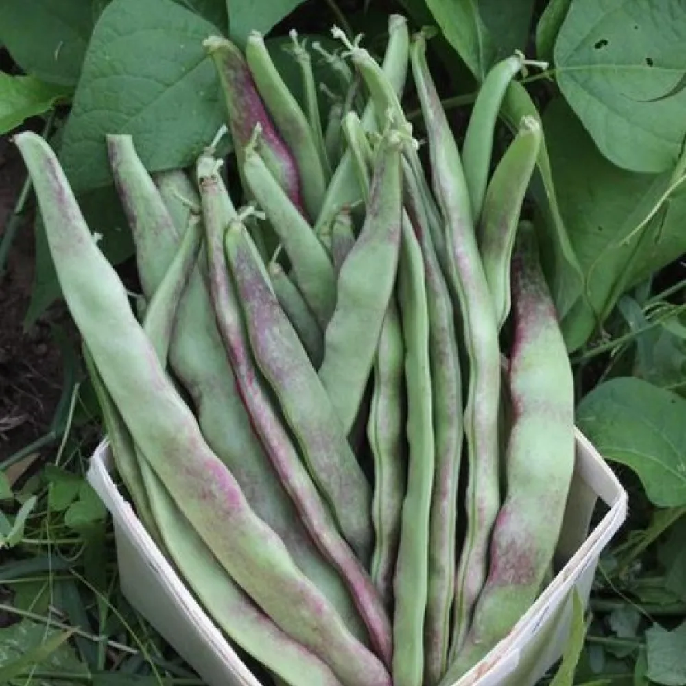 Störböna 'Jimenez'