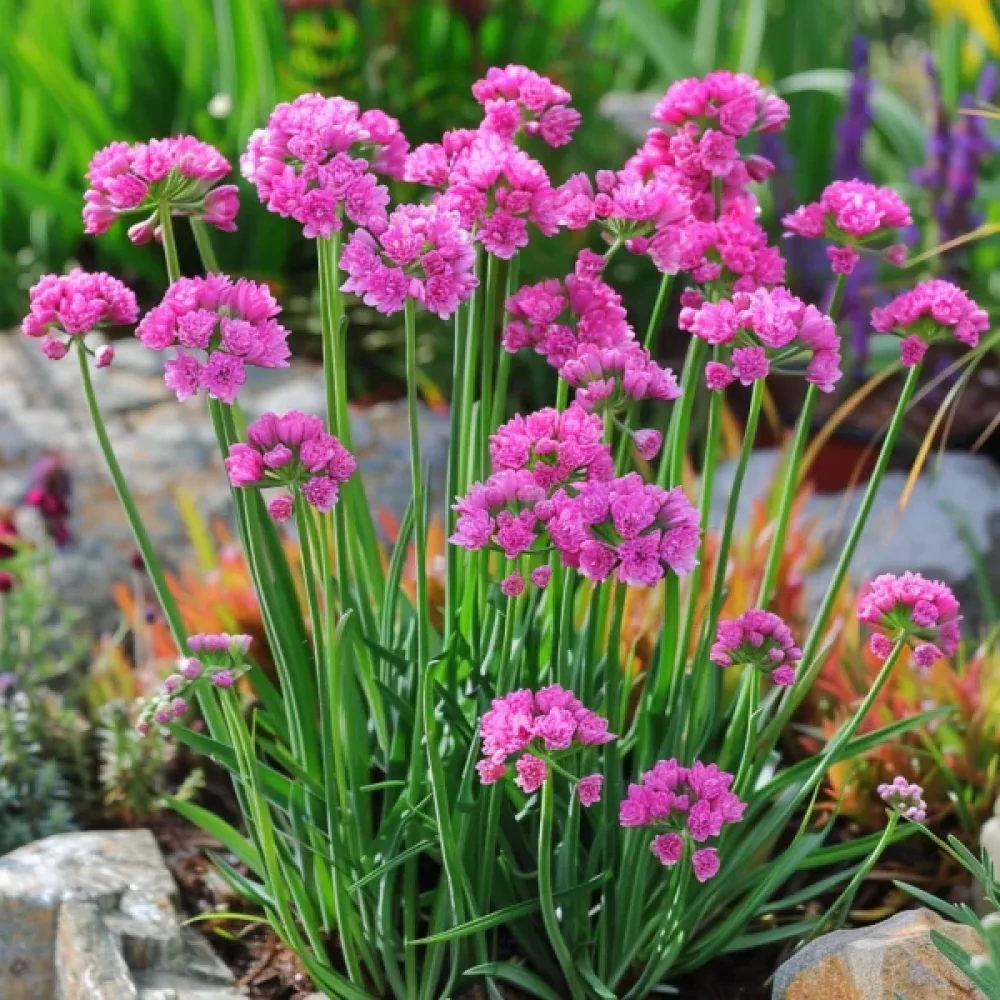 Trift 'Splendens Rose'