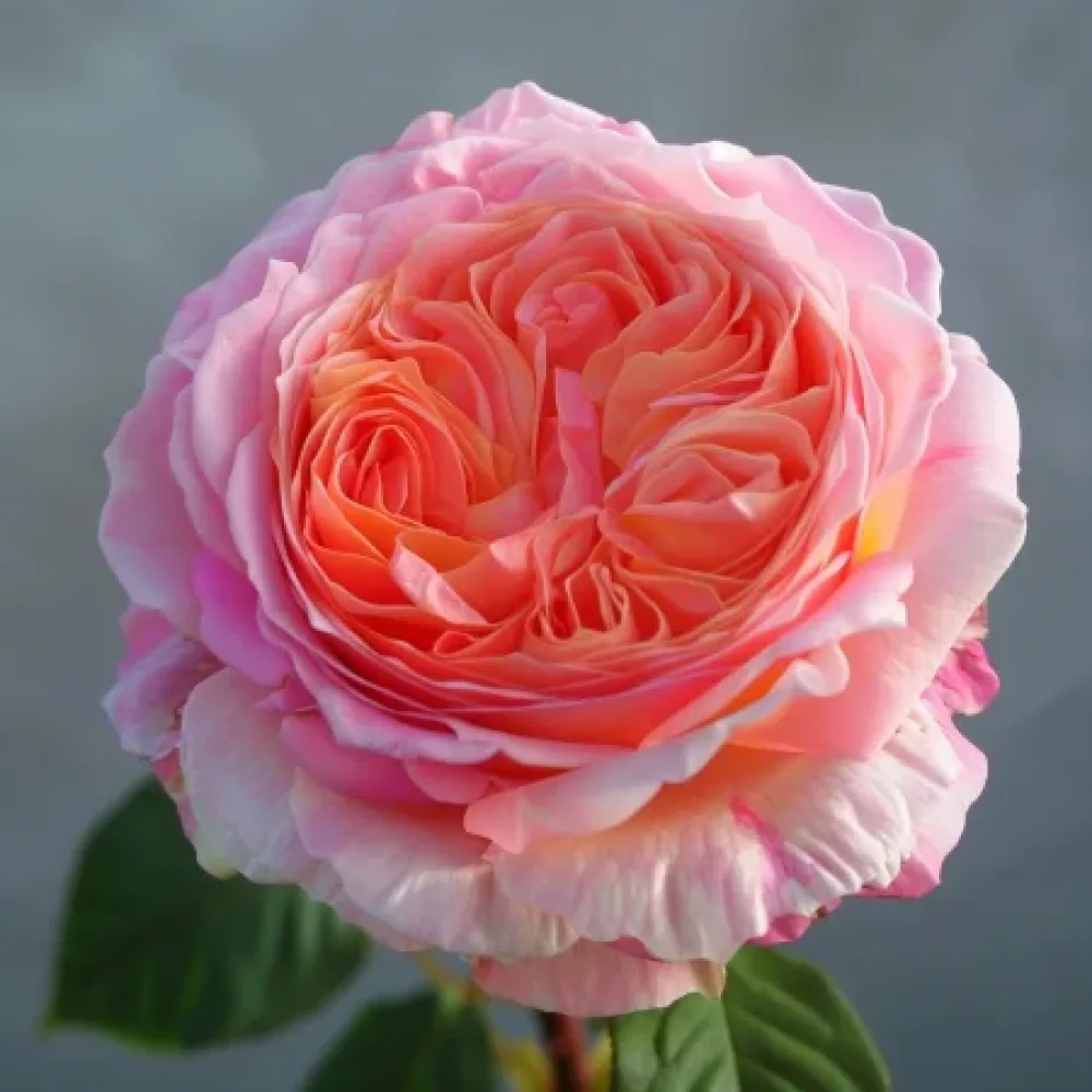 Ros 'Pearl Rose'