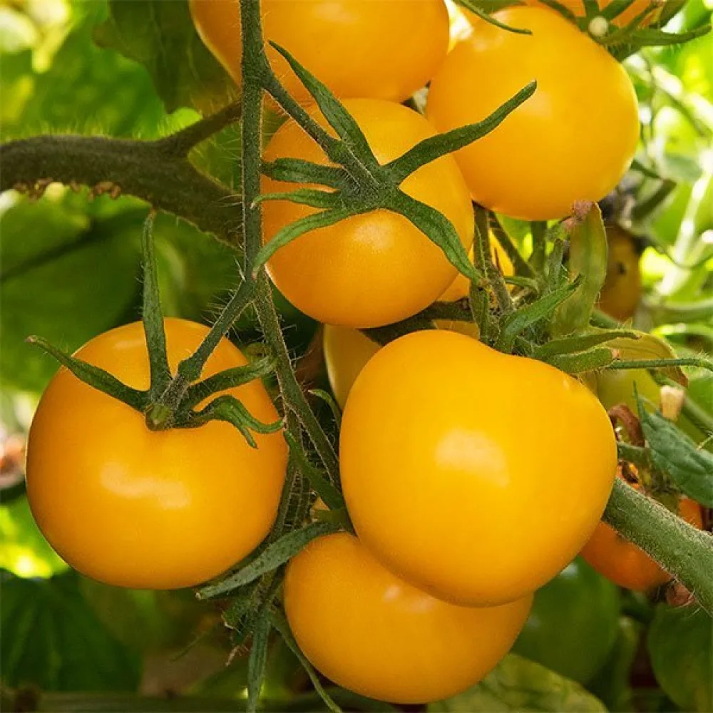 Tomat 'Goldene Königin'