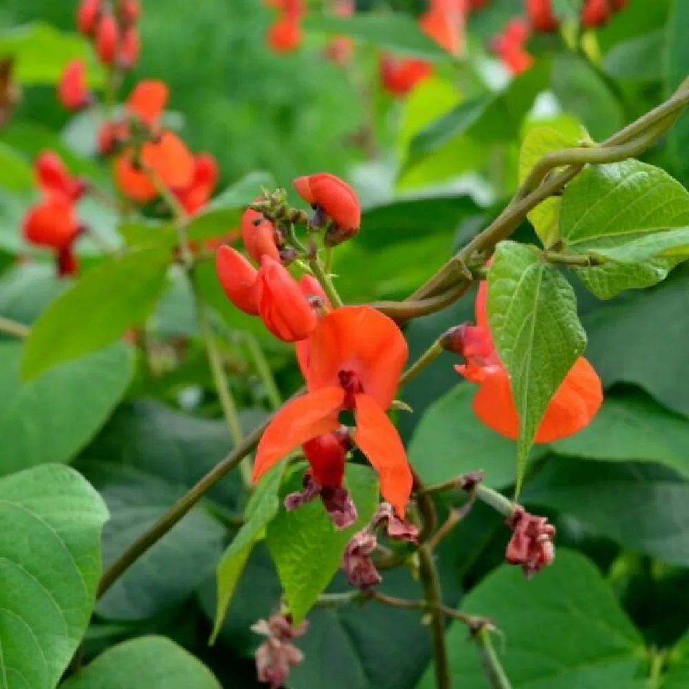 Rosenböna 'Esparot'