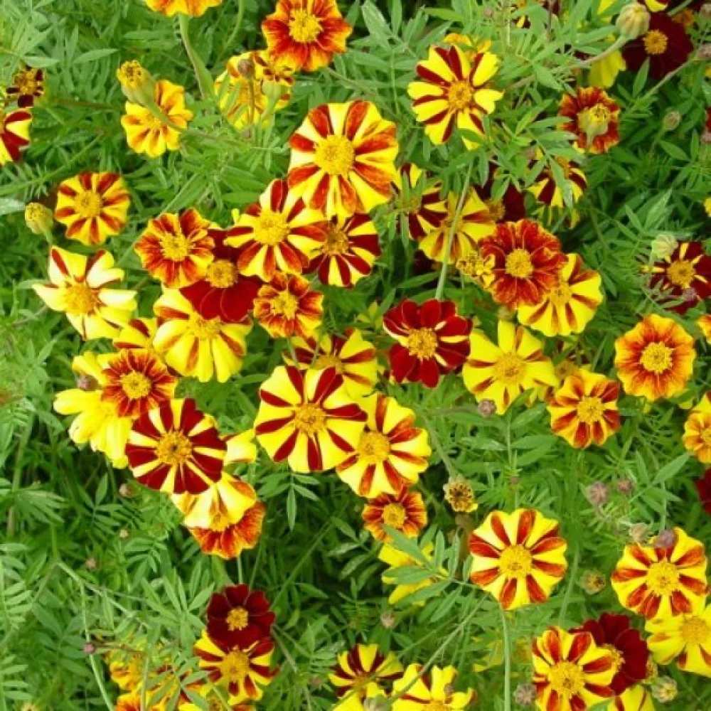 Fransk tagetes 'Striped Marvel'
