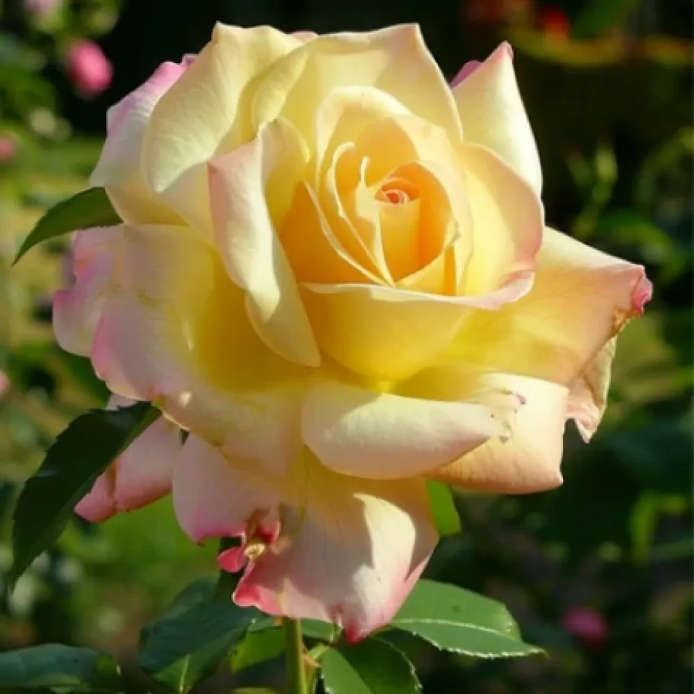 Ros 'Golden Rose Dream' – barrotad