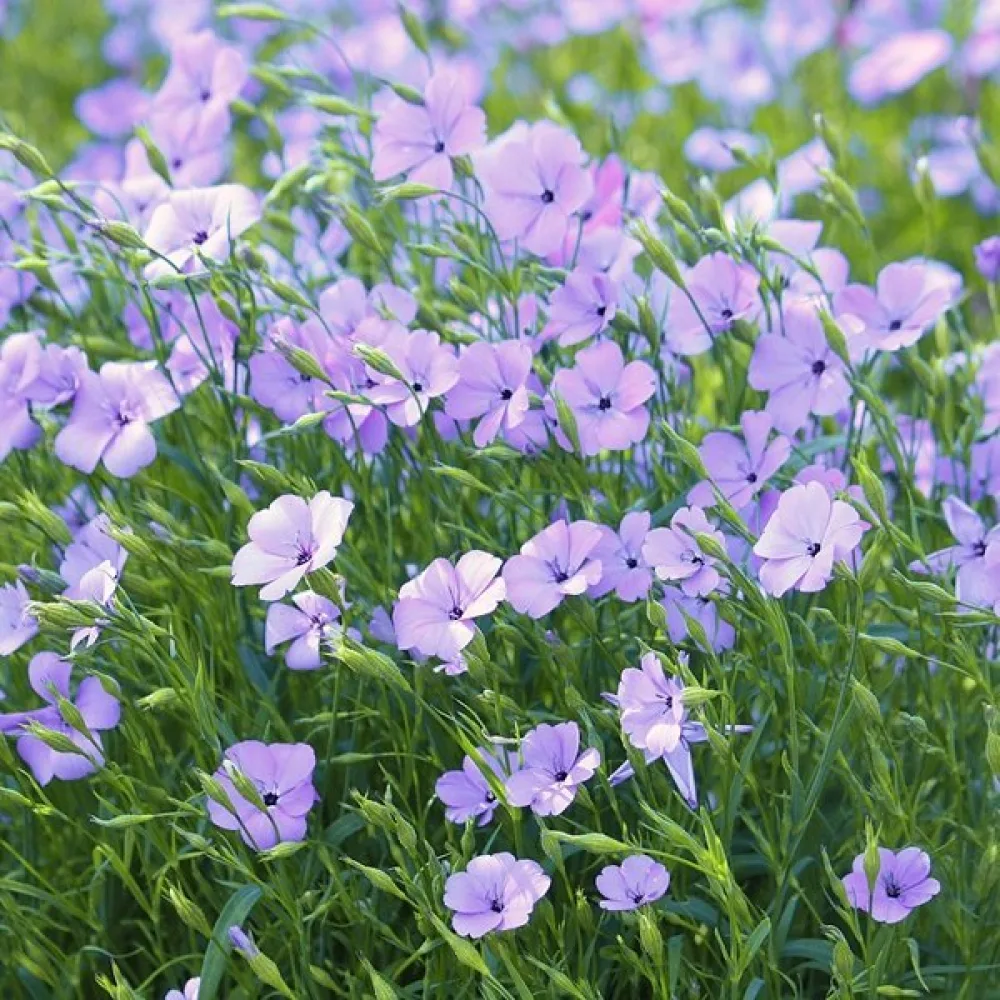 Viskaria 'Blue Pearl'